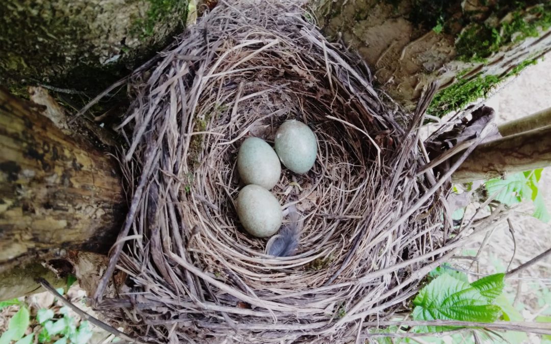 Nesting in the Novella River Park