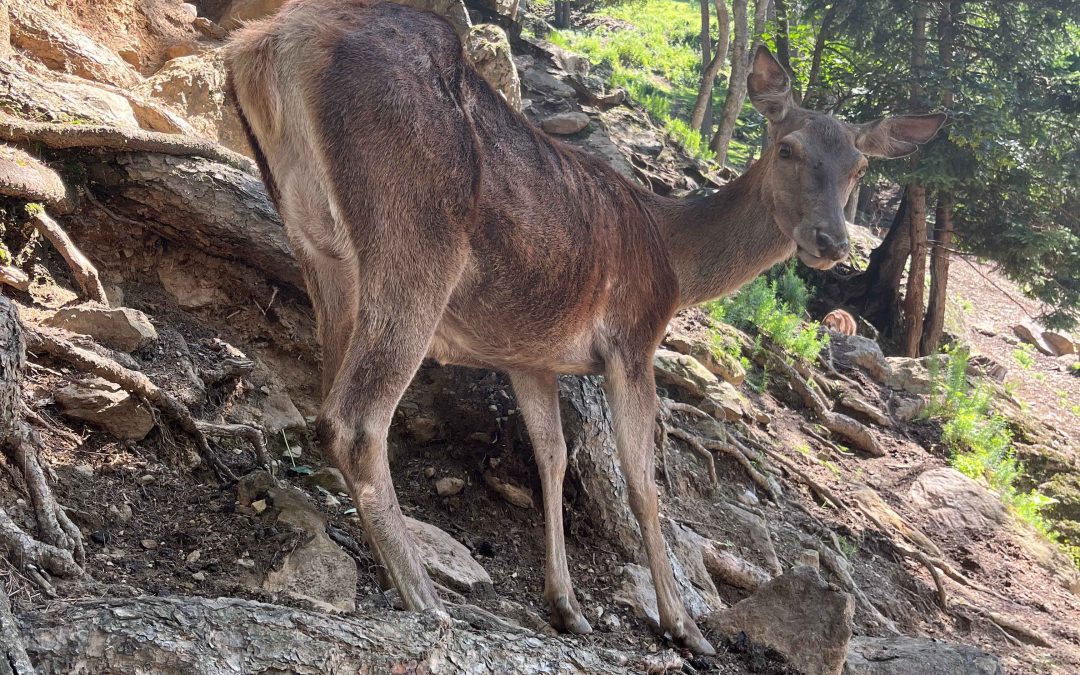 The roar of the deer